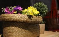 室內(nèi)植物如何選擇才正確？
