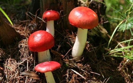 紅菇有什么功效？紅菇的做法