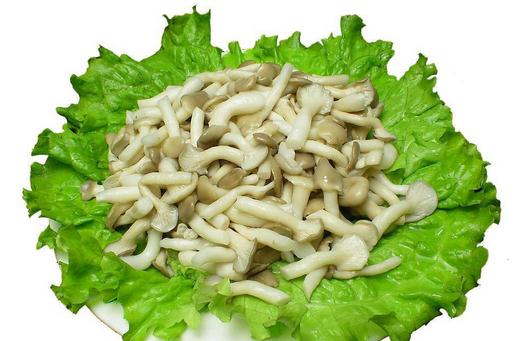 秀珍菇的營(yíng)養(yǎng)價(jià)值 秀珍菇的做法