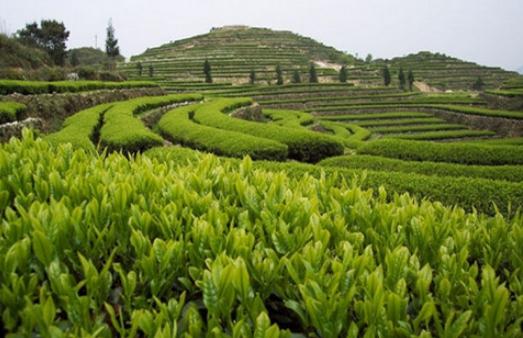 安溪茶怎么喝？安溪茶的功效