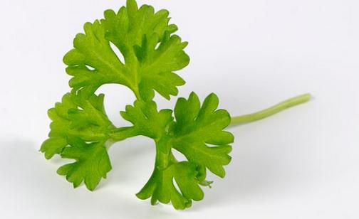 歐芹的簡(jiǎn)介 歐芹怎么做？