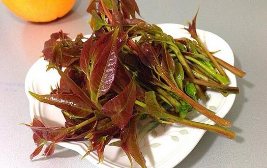 如何挑選香椿芽？香椿芽怎么吃最健康？