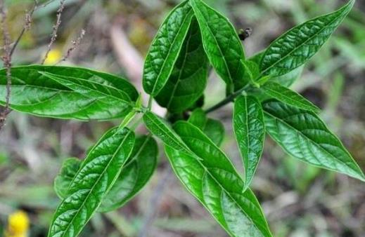 吃野菜要注意哪些事項？