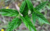 吃野菜要注意哪些事項？