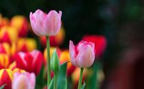 家養(yǎng)郁金香莖短花小是啥原因？