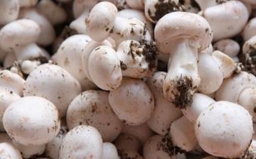 【洋菇】洋菇的營養(yǎng)價(jià)值_洋菇怎么做好吃_洋菇的做法大全 【洋菇】洋菇的營養(yǎng)價(jià)值_洋菇怎么做好吃_洋菇的做法大全
