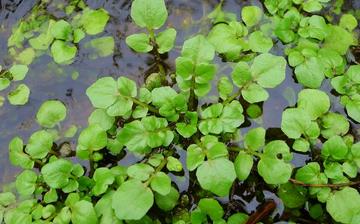 【豆瓣菜】豆瓣菜的營(yíng)養(yǎng)價(jià)值_豆瓣菜怎么做好吃_豆瓣菜的做法大全 【豆瓣菜】豆瓣菜的營(yíng)養(yǎng)價(jià)值_豆瓣菜怎么做好吃_豆瓣菜的做法大全