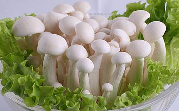 【白玉菇】白玉菇的營養(yǎng)價值_白玉菇怎么做好吃_白玉菇的做法大全 【白玉菇】白玉菇的營養(yǎng)價值_白玉菇怎么做好吃_白玉菇的做法大全