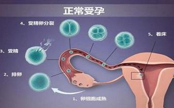 【著床】受精卵著床癥狀_著床晚是什么原因_著床需要幾天_著床出血跟月經(jīng)的區(qū)別 【著床】受精卵著床癥狀_著床晚是什么原因_著床需要幾天_著床出血跟月經(jīng)的區(qū)別
