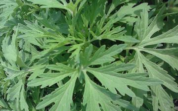 【菊花腦】菊花腦的營養(yǎng)價值_菊花腦怎么做好吃_菊花腦的做法大全 【菊花腦】菊花腦的營養(yǎng)價值_菊花腦怎么做好吃_菊花腦的做法大全