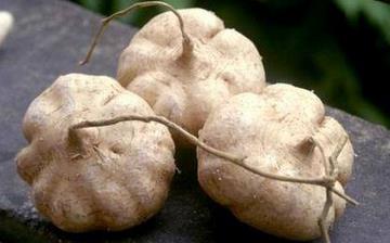 【豆薯】豆薯的功效與作用營(yíng)養(yǎng)價(jià)值_豆薯怎么做好吃_豆薯的做法大全 【豆薯】豆薯的功效與作用營(yíng)養(yǎng)價(jià)值_豆薯怎么做好吃_豆薯的做法大全