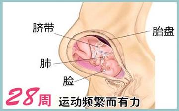 【懷孕28周】懷孕28周癥狀_懷孕28周胎兒變化_媽媽狀態(tài)_懷孕28周注意事項 【懷孕28周】懷孕28周癥狀_懷孕28周胎兒變化_媽媽狀態(tài)_懷孕28周注意事項
