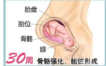 【懷孕30周】懷孕30周癥狀_懷孕30周胎兒變化_媽媽狀態(tài)_懷孕30周注意事項 【懷孕30周】懷孕30周癥狀_懷孕30周胎兒變化_媽媽狀態(tài)_懷孕30周注意事項