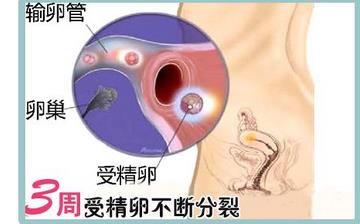 【懷孕3周】早孕3周癥狀_懷孕3周胎兒圖片_懷孕3周吃什么補(bǔ)身體 【懷孕3周】早孕3周癥狀_懷孕3周胎兒圖片_懷孕3周吃什么補(bǔ)身體