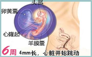 【懷孕6周】早孕6周癥狀_懷孕6周胎兒圖片_懷孕6周吃什么補(bǔ)身體