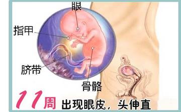 【懷孕11周】早孕11周癥狀_懷孕11周胎兒圖片_懷孕11周吃什么補(bǔ)身體 【懷孕11周】早孕11周癥狀_懷孕11周胎兒圖片_懷孕11周吃什么補(bǔ)身體