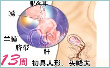 【懷孕13周】早孕13周癥狀_懷孕13周胎兒圖片_懷孕13周吃什么補(bǔ)身體 【懷孕13周】早孕13周癥狀_懷孕13周胎兒圖片_懷孕13周吃什么補(bǔ)身體