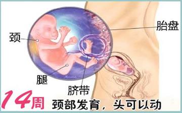 【懷孕14周】懷孕14周癥狀_懷孕14周胎兒圖片_B超數(shù)據(jù)_懷孕14周吃什么補身體 【懷孕14周】懷孕14周癥狀_懷孕14周胎兒圖片_B超數(shù)據(jù)_懷孕14周吃什么補身體