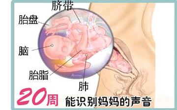 【懷孕20周】懷孕20周癥狀_懷孕20周胎兒圖片_B超數(shù)據(jù)_懷孕20周吃什么補身體 【懷孕20周】懷孕20周癥狀_懷孕20周胎兒圖片_B超數(shù)據(jù)_懷孕20周吃什么補身體
