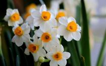 水仙花的正確養(yǎng)護(hù)方法 養(yǎng)水仙花的注意事項(xiàng)