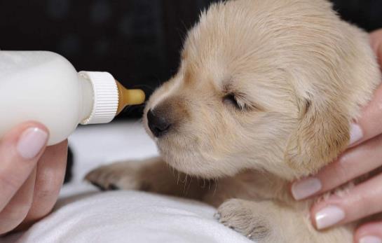 沒(méi)斷奶的小狗怎么照顧？仔犬飼養(yǎng)方法