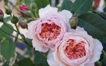 養(yǎng)花方法技巧大全 家庭養(yǎng)花的水肥光土四大要點(diǎn)總結(jié)