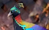 尼泊爾國鳥九色鳥棕尾虹雉 中國一級保護(hù)動物