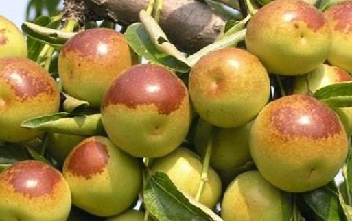冬棗有哪些益處？醫(yī)生：冬棗的這四個(gè)功效你要知道，解酒