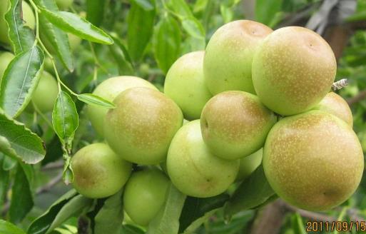 冬棗有哪些益處？醫(yī)生：冬棗的這四個(gè)功效你要知道，解酒