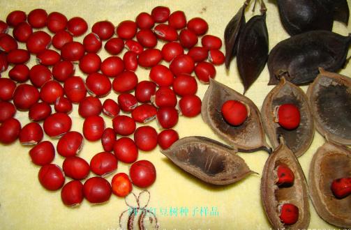 紅豆不只是相思其實(shí)吃更好 營養(yǎng)豐富好處多
