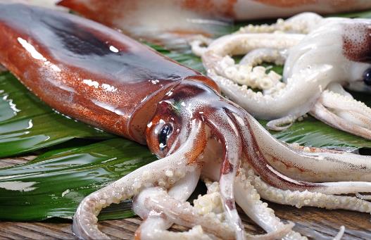 魷魚、花枝和軟絲傻傻分不清？教你一招來辨認