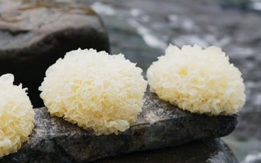 銀耳營養(yǎng)價(jià)值高 春季止咳潤(rùn)肺可吃它