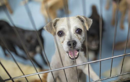 認識狂犬病，多一份認知就少點恐慌。