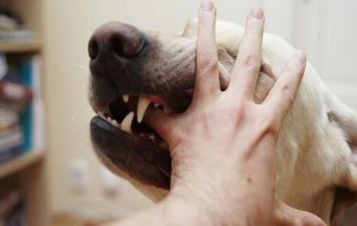 認識狂犬病，多一份認知就少點恐慌。