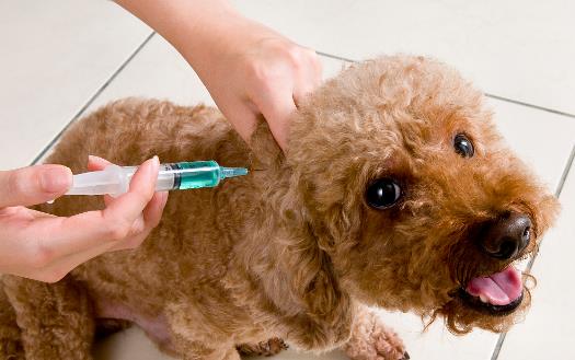 認識狂犬病，多一份認知就少點恐慌。