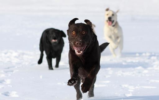 認識狂犬病，多一份認知就少點恐慌。