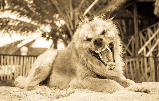 認識狂犬病，多一份認知就少點恐慌。