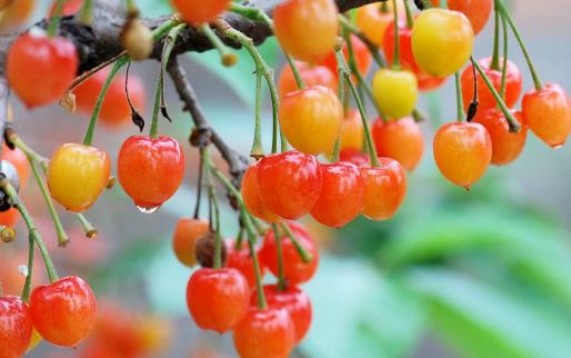 常吃櫻桃對(duì)身體健康有哪些好處