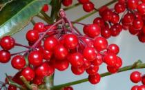 家庭養(yǎng)花 富貴籽養(yǎng)植技術(shù)分享