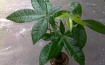 室內觀葉植物種類多差異大 觀葉植物的常見問題診治