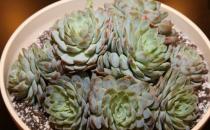養(yǎng)花的誤區(qū) 別再摧殘你家的植物啦