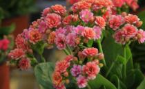 在家想養(yǎng)花就選這3種 開花長達100天
