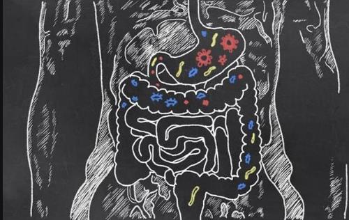 益生菌有益腸道健康 怎么吃才最好