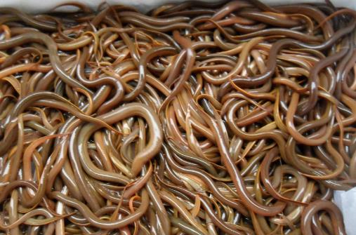 吃泥鰍到底用不用去內(nèi)臟？有哪些功