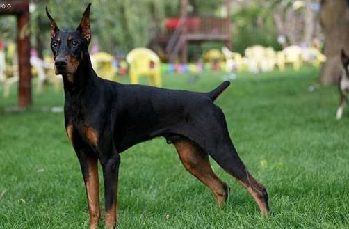  分享 更多   猛犬中的4種“假貨”，只是看著威武，實際上