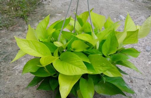 哪種花最好養(yǎng)？6種花，耐干旱、好養(yǎng)活，開花還美艷
