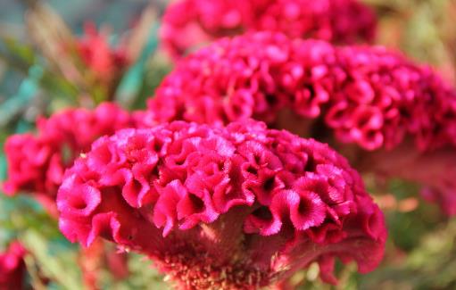 哪種花最好養(yǎng)？6種花，耐干旱、好養(yǎng)活，開花還美艷