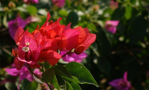 哪種花最好養(yǎng)？6種花，耐干旱、好養(yǎng)活，開花還美艷