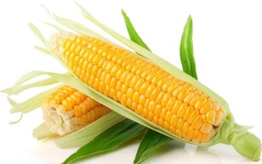 想要健腦就要吃健腦的食物 十大健腦補(bǔ)腦食品