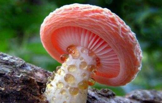 誤食毒蘑菇中毒 關(guān)于毒蘑菇的N種錯(cuò)誤說法